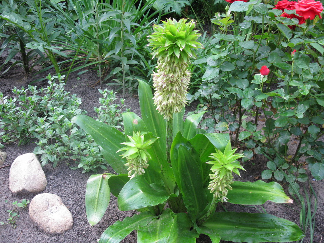 Image of Eucomis bicolor specimen.