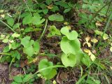 Plagiorhegma dubium. Растение в широколиственном лесу. Приморье, Дальнегорск. 23.08.2006.
