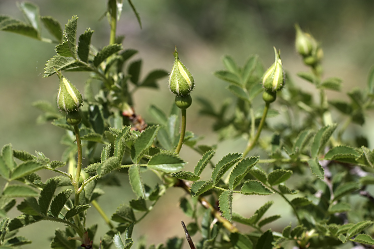Image of Rosa kokanica specimen.
