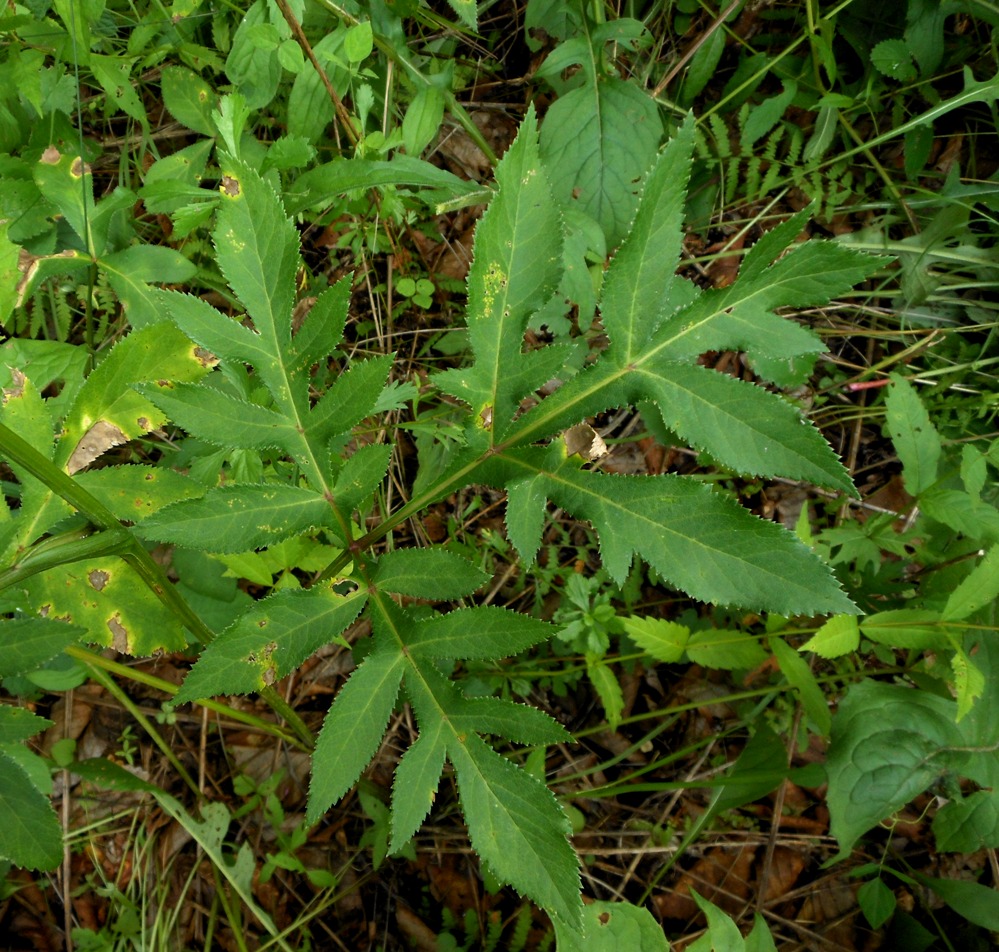 Image of Angelica decursiva specimen.