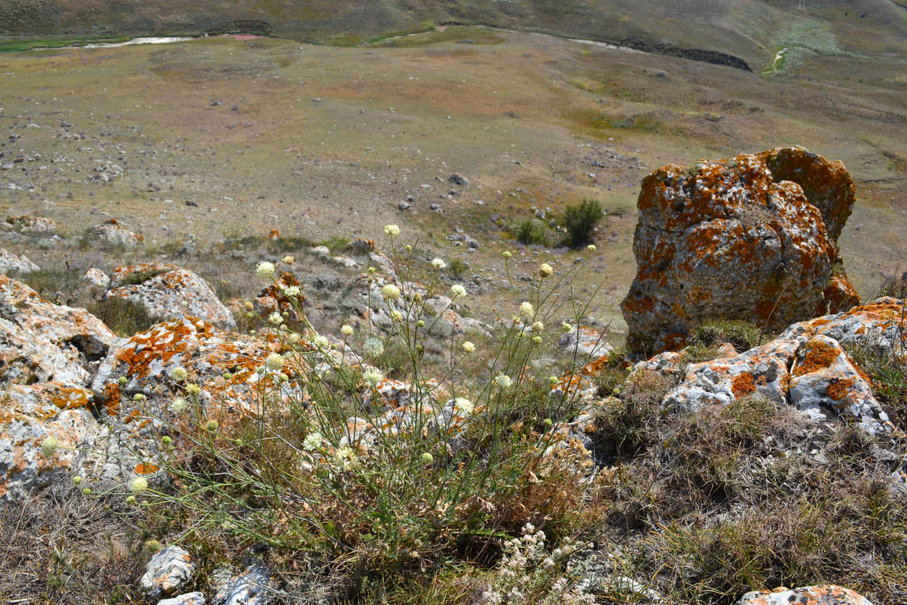 Image of Cephalaria uralensis specimen.