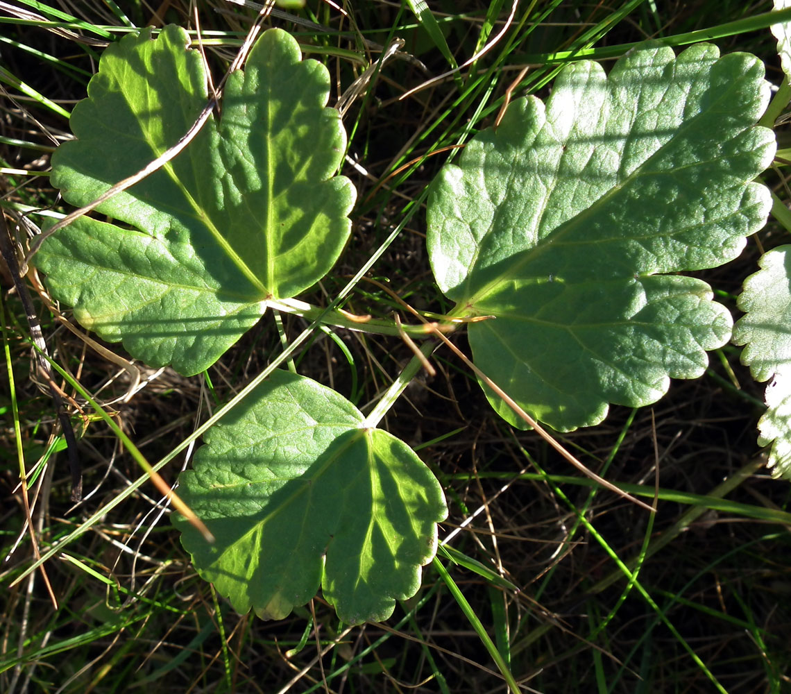 Изображение особи Archangelica officinalis.