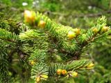 Picea glehnii. Побеги. Сахалин, окр. г. Южно-Сахалинска. Июль 2012 г.