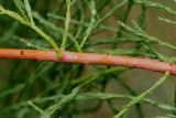 Taxodium distichum variety imbricatum. Средняя часть веточки. Нидерланды, г. Venlo, \"Floriada 2012\". 11.09.2012.