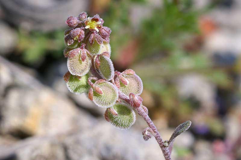 Image of Clypeola jonthlaspi specimen.