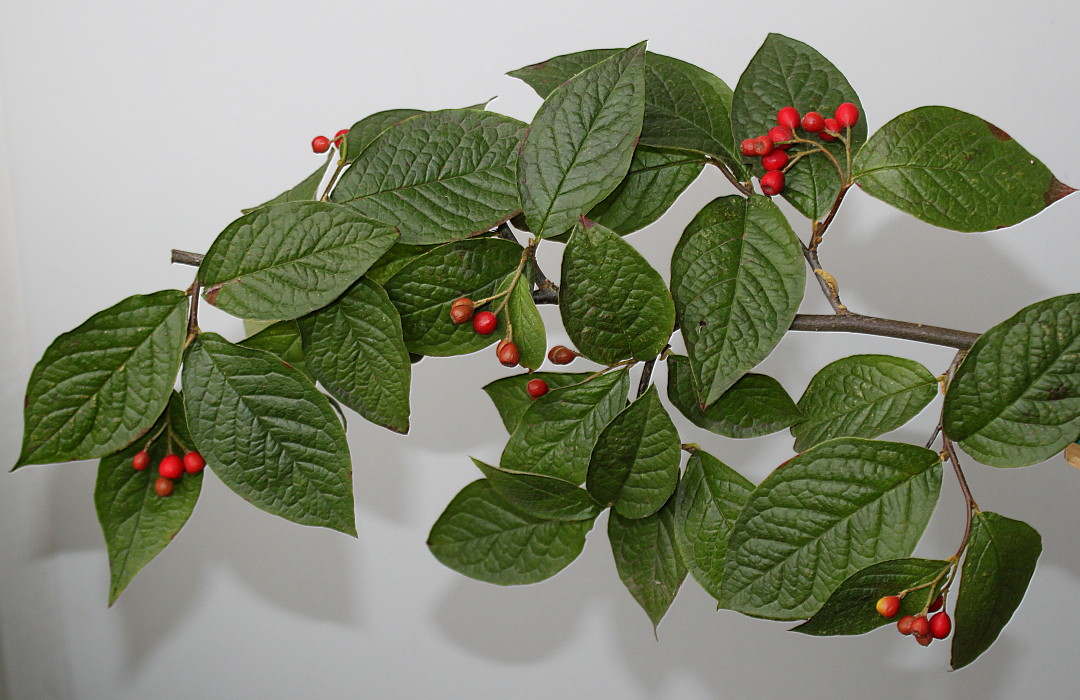 Image of Cotoneaster bullatus specimen.