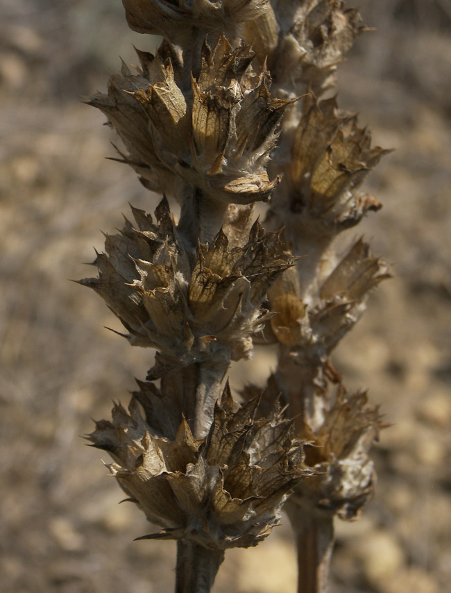 Image of Phlomoides laciniata specimen.