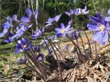 Hepatica nobilis