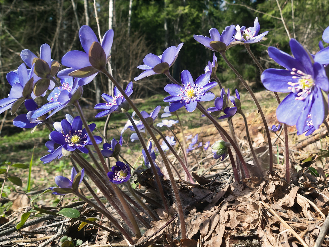 Изображение особи Hepatica nobilis.