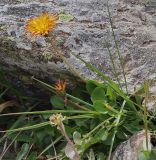 Taraxacum confusum. Цветущее растение. Карачаево-Черкесия, Домбай, гора Мусса-Ачитара, ≈ 2700 м н.у.м. 19.07.2012.