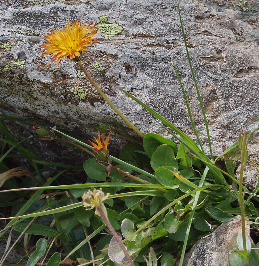 Image of Taraxacum confusum specimen.