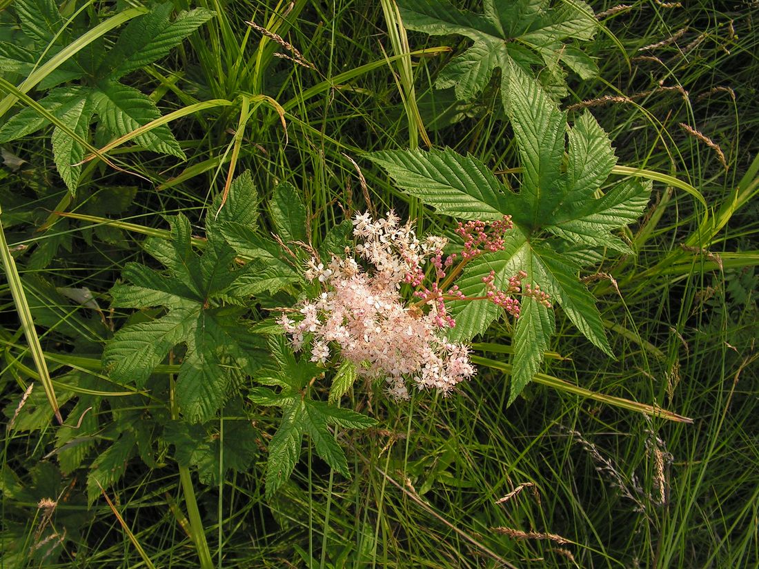 Изображение особи Filipendula palmata.