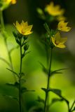 Lysimachia verticillaris. Верхушки побегов с соцветиями. Краснодарский край, окр. Горячего Ключа, хр. Котх. 22.07.2012.