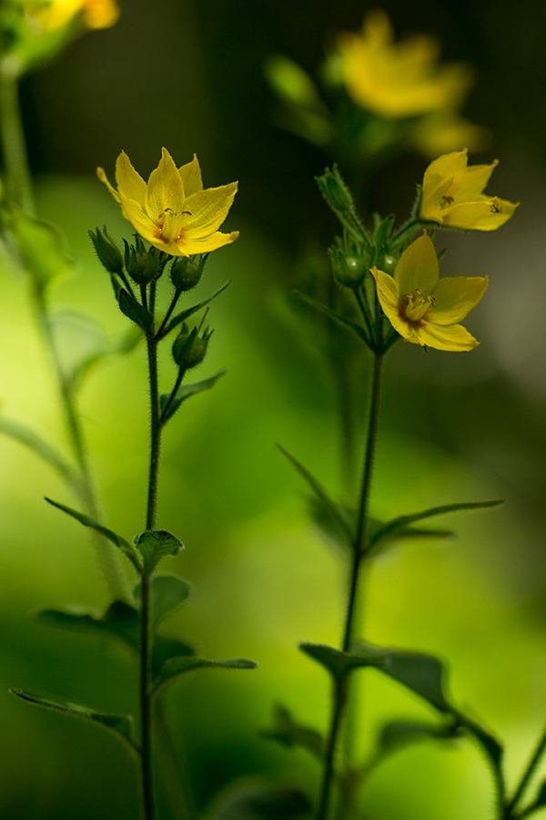 Изображение особи Lysimachia verticillaris.