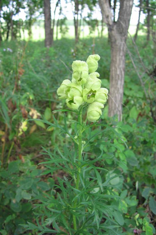 Image of Aconitum coreanum specimen.