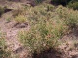 Alhagi sparsifolia. Цветущее растение. Киргизия, Чуйская обл., северный склон Киргизского хр. 6 июля 2008 г.