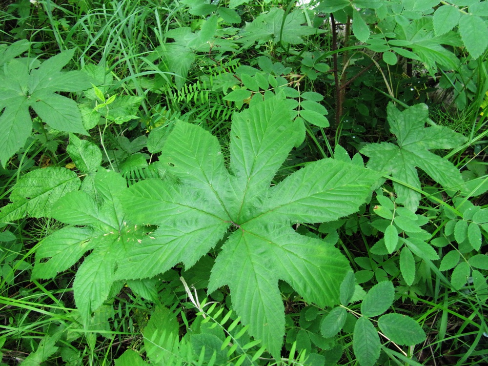 Image of Filipendula palmata specimen.