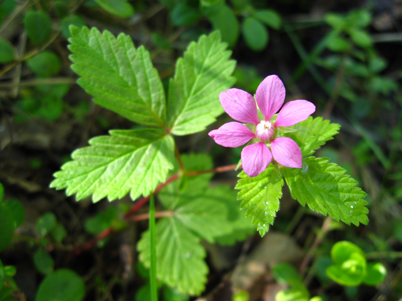 Image of Rubus arcticus specimen.