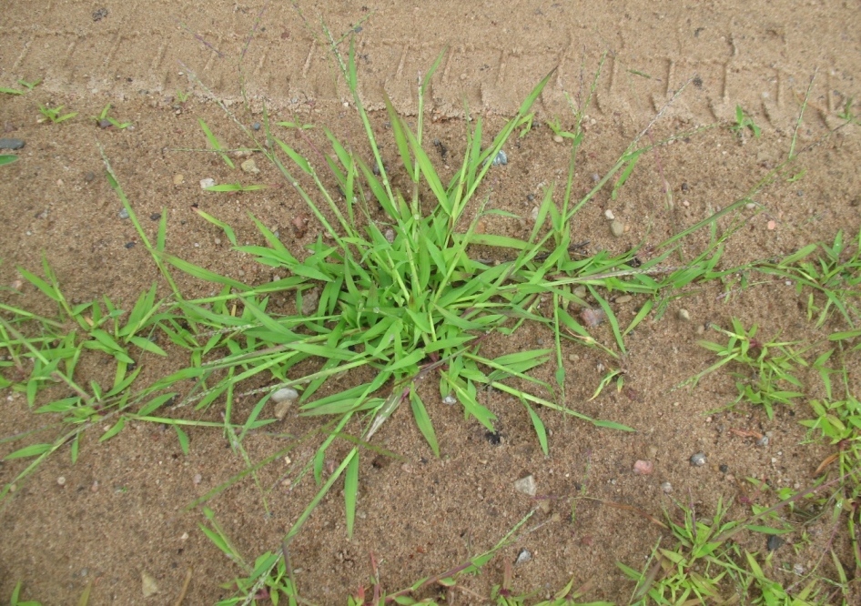 Image of Digitaria ischaemum specimen.