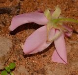 Dombeya &times; cayeuxii