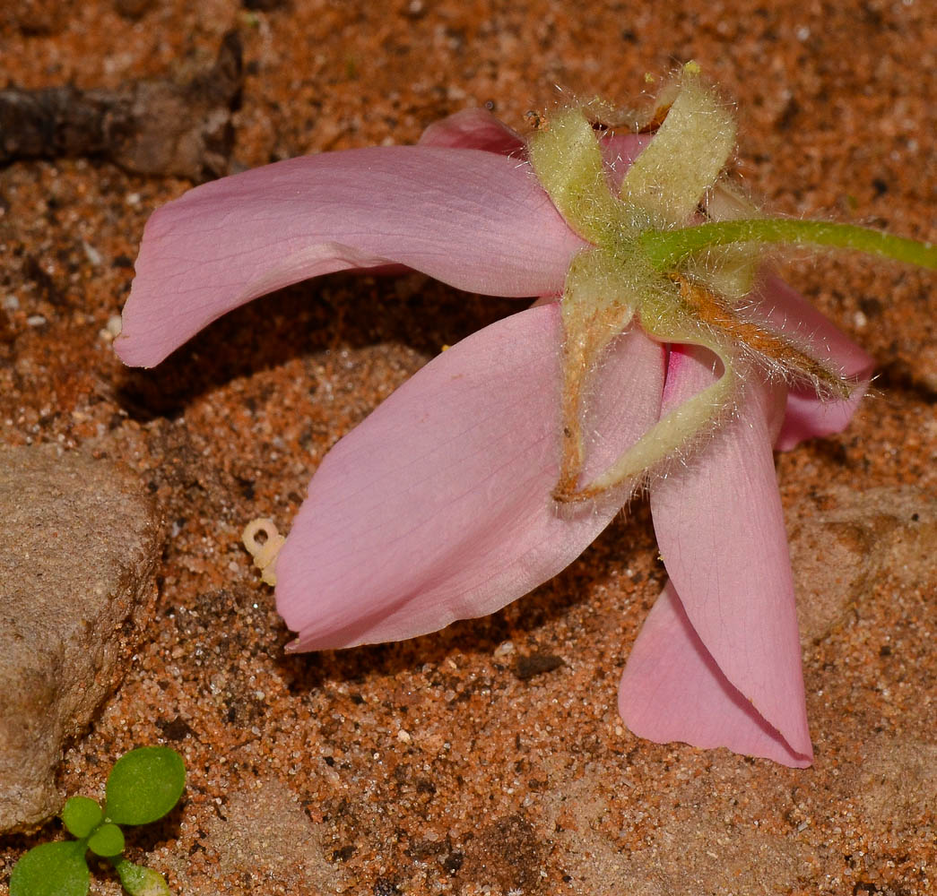 Image of Dombeya × cayeuxii specimen.