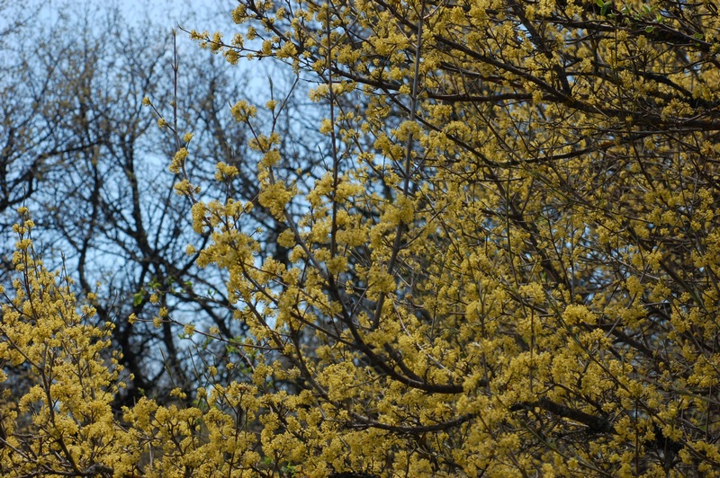 Image of Cornus mas specimen.