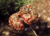 Helichrysum sanguineum