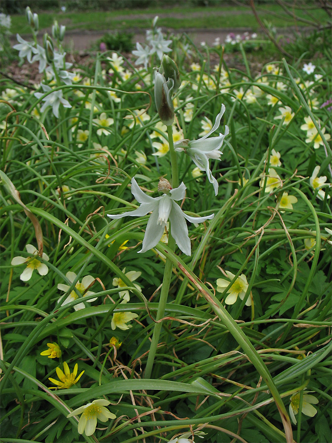 Изображение особи Ornithogalum nutans.