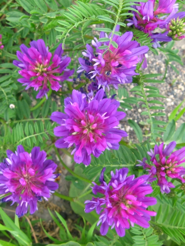 Image of Astragalus onobrychis specimen.