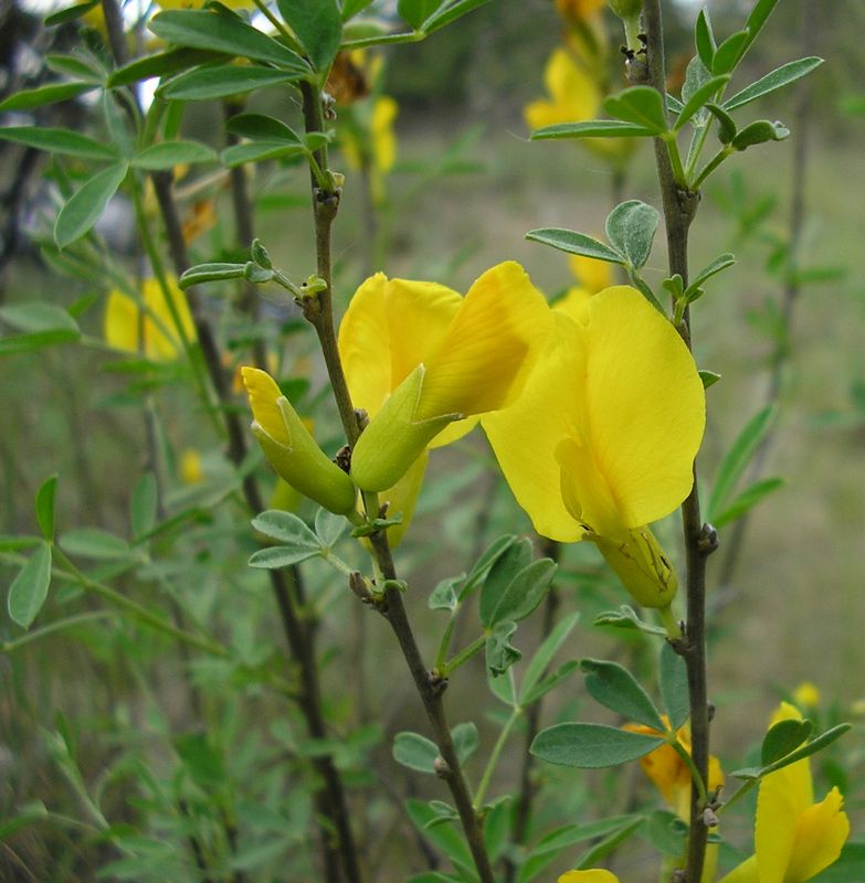 Image of Chamaecytisus borysthenicus specimen.