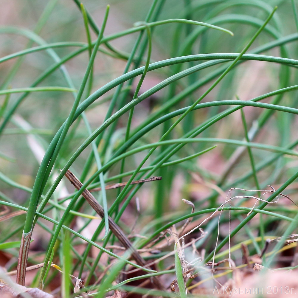 Изображение особи Allium paczoskianum.