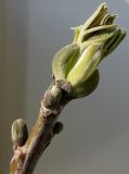 Juglans regia. Раскрывающаяся почка. Германия, г. Кемпен, в городском саду. 24.04.2013.