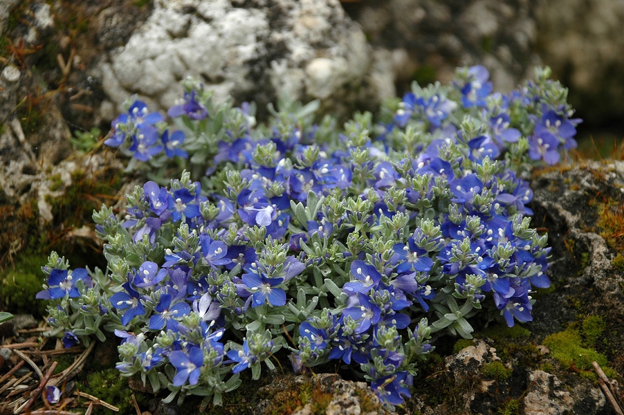 Image of Veronica bombycina specimen.