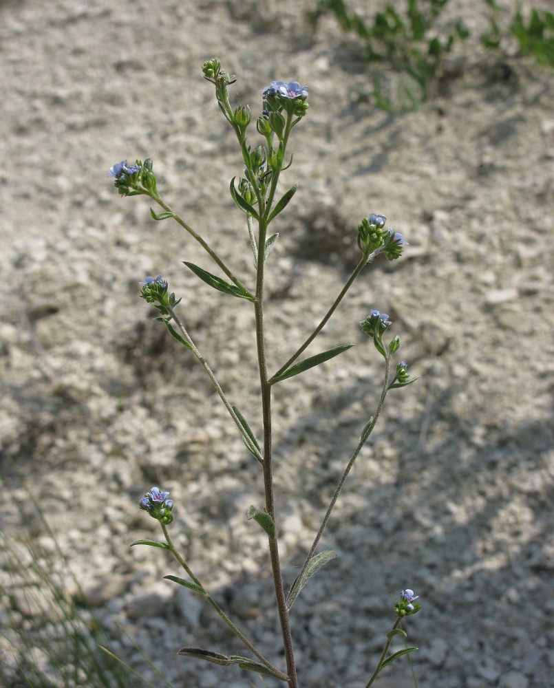 Image of Lappula barbata specimen.