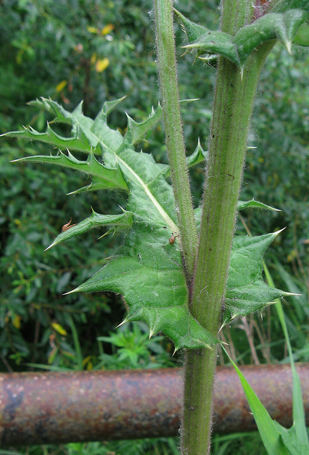 Image of Echinops sphaerocephalus specimen.