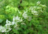 Veronica teucrium. Соцветие (белоцветковая форма). Татарстан, Бавлинский р-н. 01.07.2013.