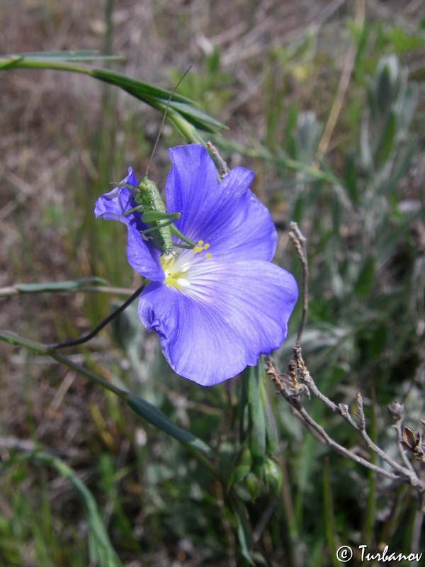Image of Linum austriacum specimen.