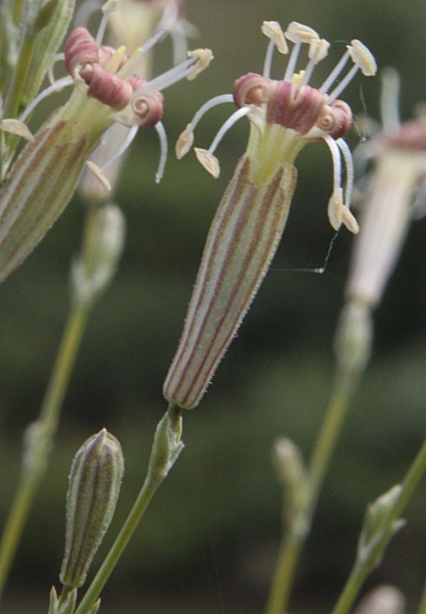 Image of Silene altaica specimen.