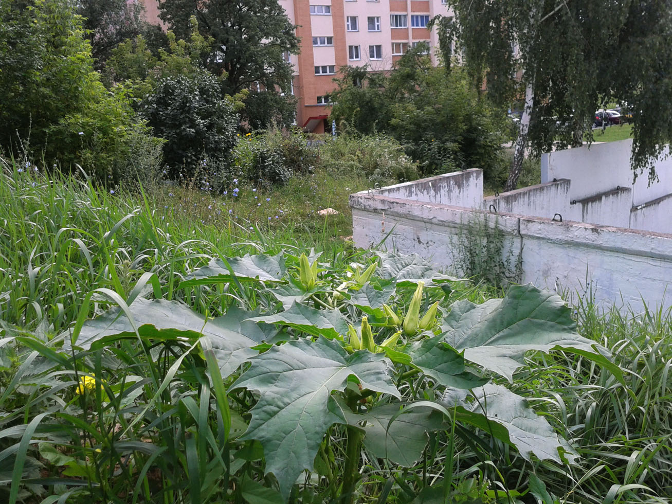 Изображение особи Datura stramonium.