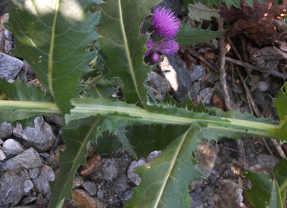 Изображение особи Cirsium uliginosum.