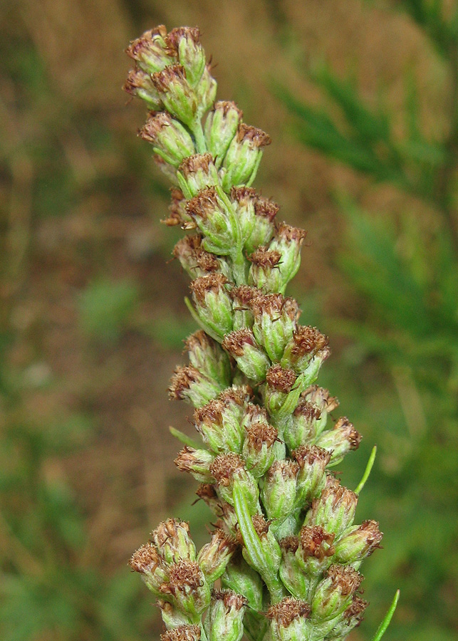 Image of Artemisia vulgaris specimen.