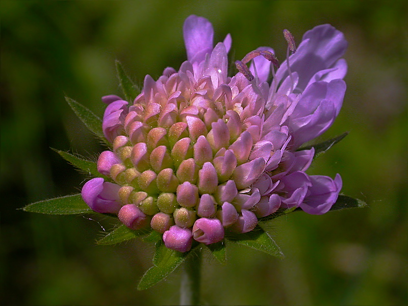 Изображение особи Knautia arvensis.
