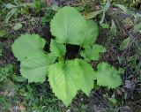 Telekia speciosa. Розетка молодых листьев, отросших после скашивания. Украина, Ивано-Франковская обл., Косовский р-н, с. Шешоры. 8 сентября 2013 г.