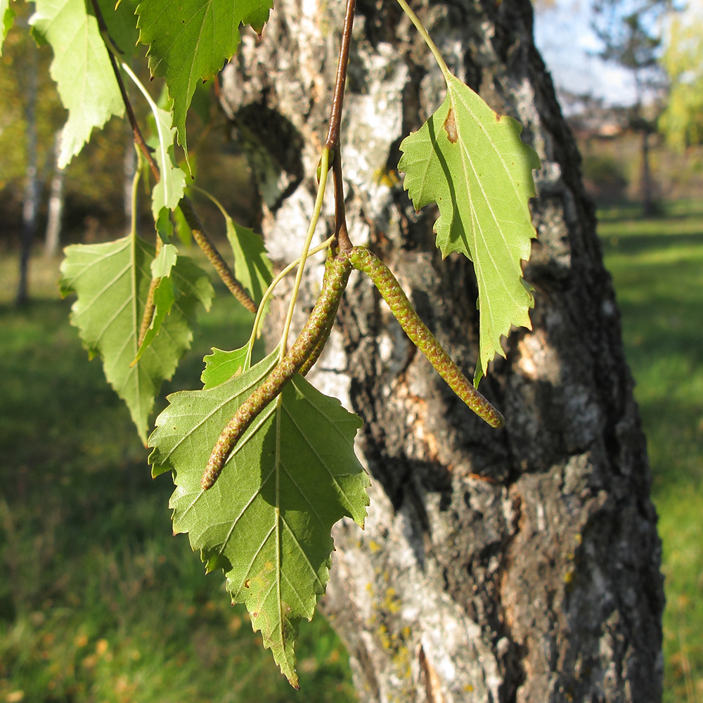 Image of Betula pendula specimen.
