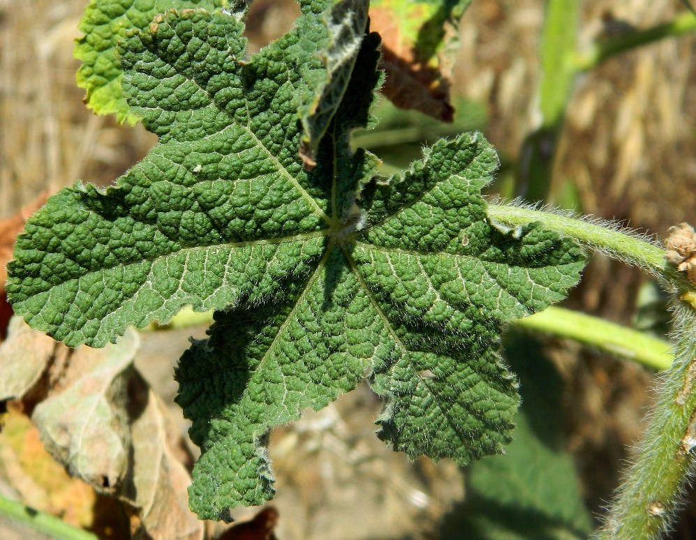 Image of Alcea rugosa specimen.