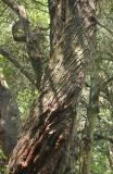 Cupressus macrocarpa