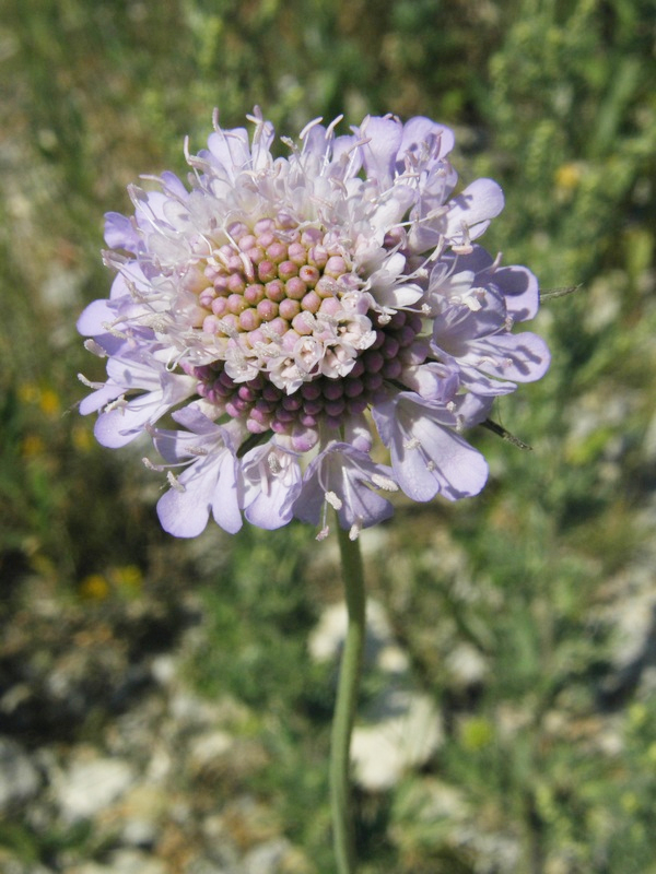 Image of Scabiosa columbaria specimen.