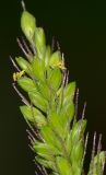 Setaria adhaerens