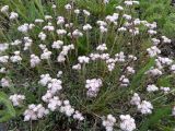 Antennaria dioica