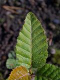 Nothofagus &times; alpina